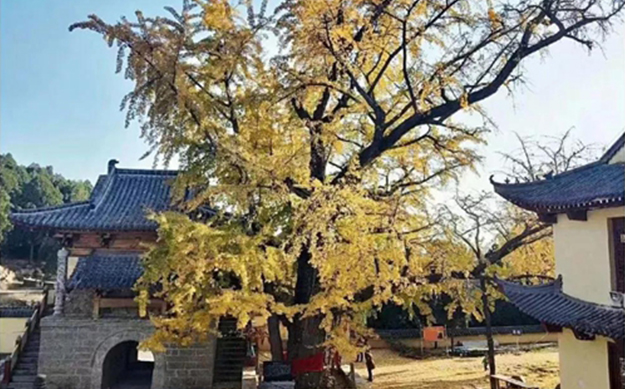 山東普安禅寺