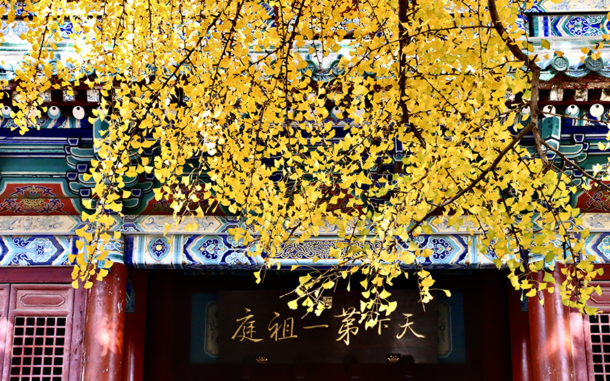 千年銀杏的少林傳說(shuō) 是菩提亦是輪回
