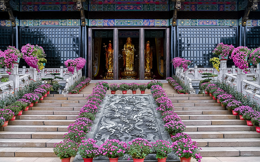 峨眉山大佛禅院：不是偏愛峨眉菊 此花開(kāi)後(hòu)更無花