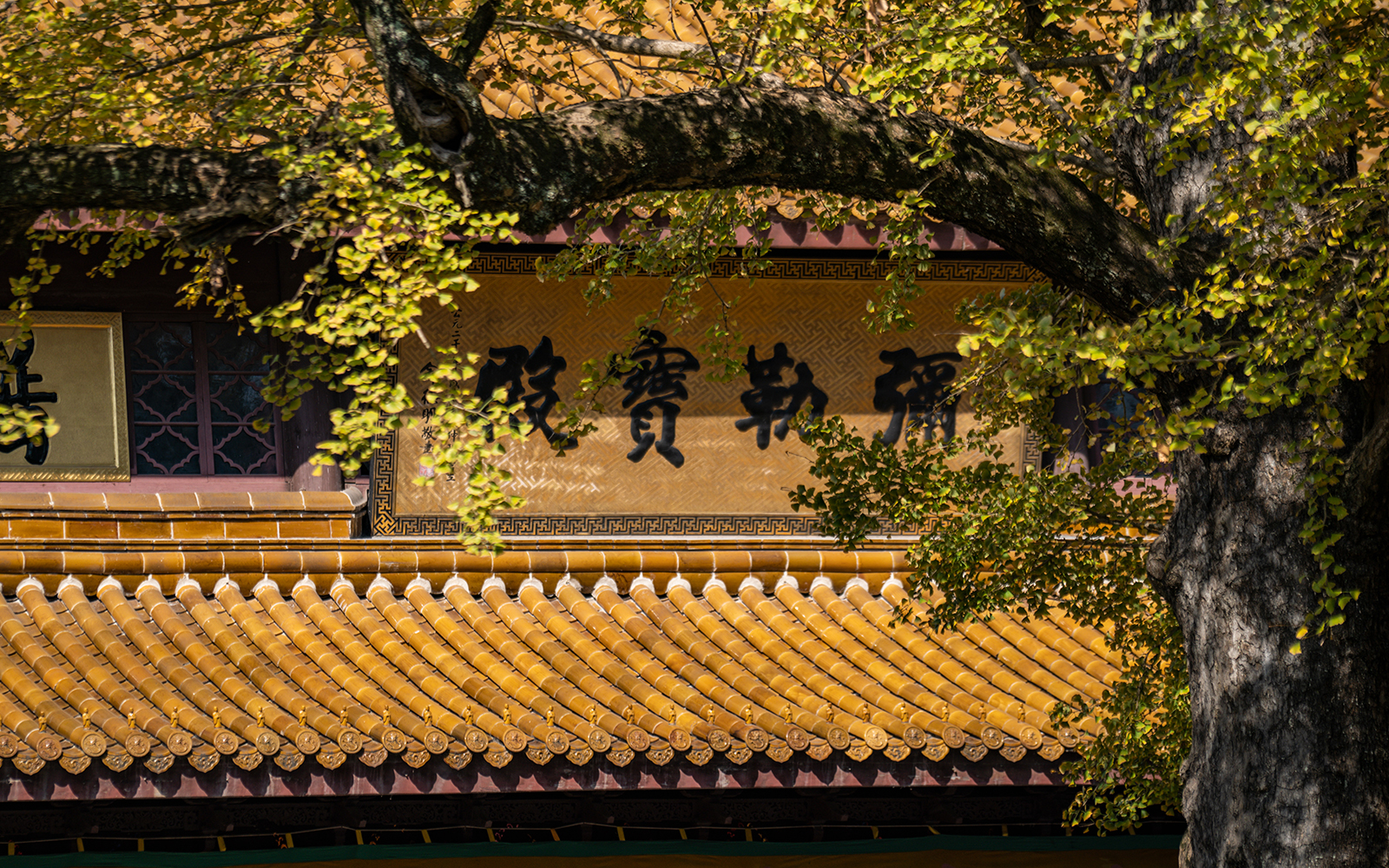 銀杏滿園