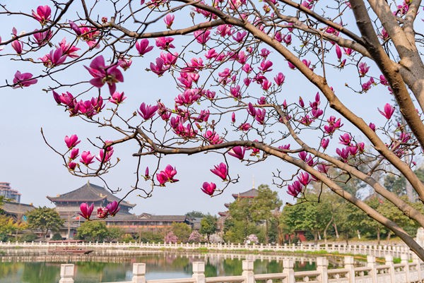 春風吹滿大佛禅院 花香浸沁衆人心田